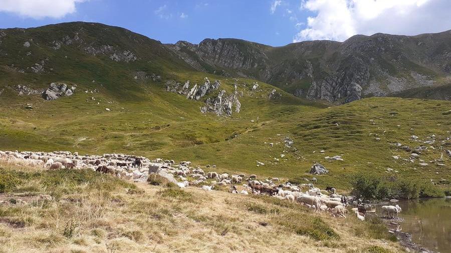 
	Le pecore al Bargetana (Foto A. Chierici)

