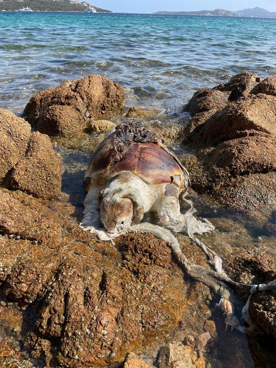 Cannigione, la carcassa di una grande tartaruga finisce in spiaggia