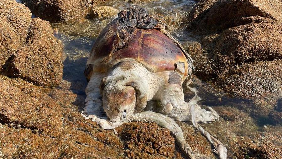Cannigione, la carcassa di una grande tartaruga finisce in spiaggia
