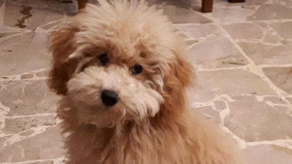 Torre del Lago, non ce l’ha fatta il cagnolino Theo: morto dopo l’aggressione di un pitbull 