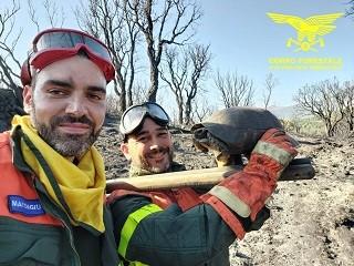 Nuova giornata di incendi in Sardegna, i Forestali salvano una tartaruga di una specie rara