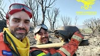 Nuova giornata di incendi in Sardegna, i Forestali salvano una tartaruga di una specie rara