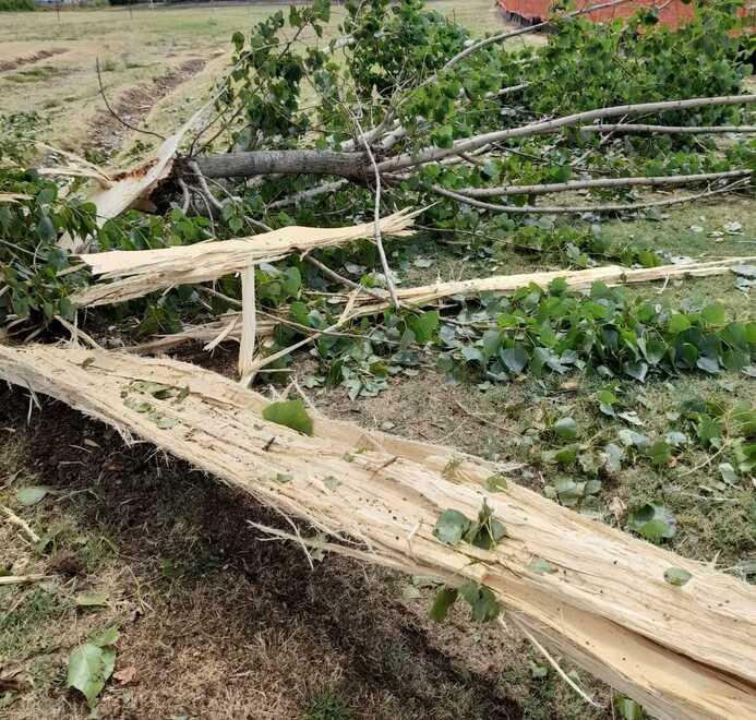 Temporale: abbattuto l’albero secolare di Spezzano