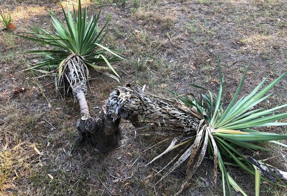 Una delle piante danneggiate dai vandali durante l’incursione nella notte tra sabato e domenica nella pineta
