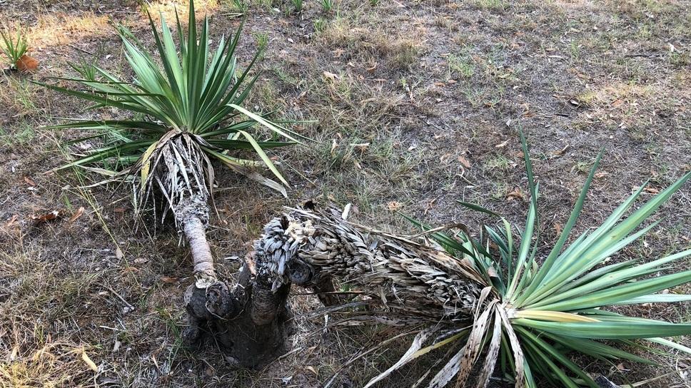Una delle piante danneggiate dai vandali durante l’incursione nella notte tra sabato e domenica nella pineta