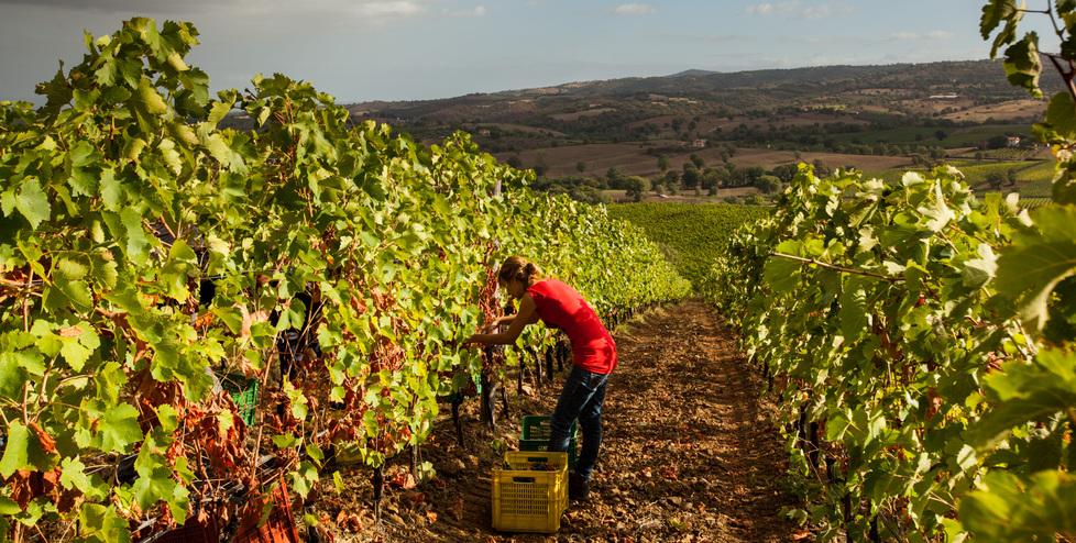 Troppo caldo e niente pioggia. E la vendemmia parte prima 