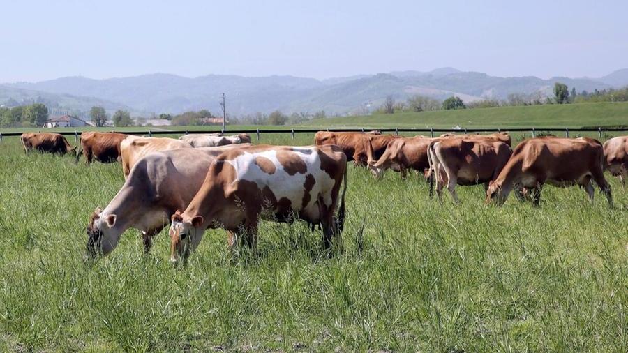Cuneo, la siccità fa crescere il veleno in una pianta: 50 mucche muoiono al pascolo