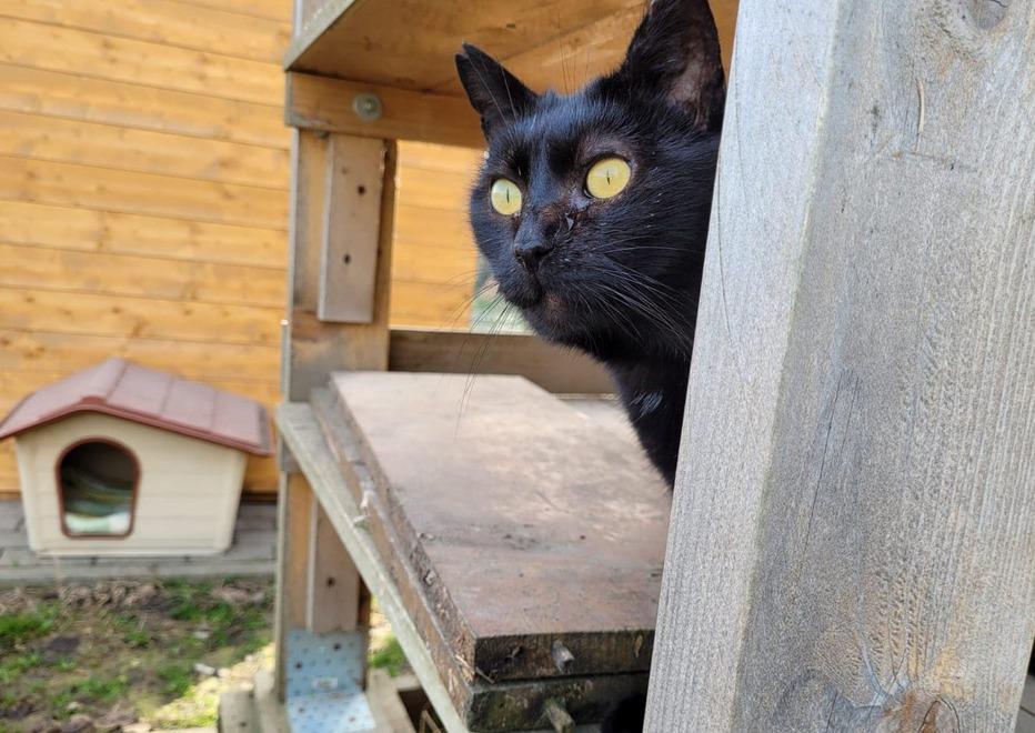 L’allarme del gattile di Magreta «C’è un forte calo di adozioni»