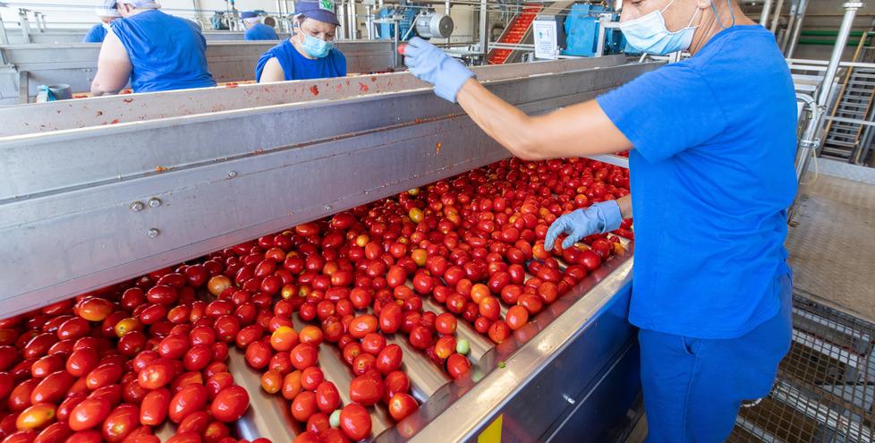 Il caldo è record ma il pomodoro della Maremma non molla