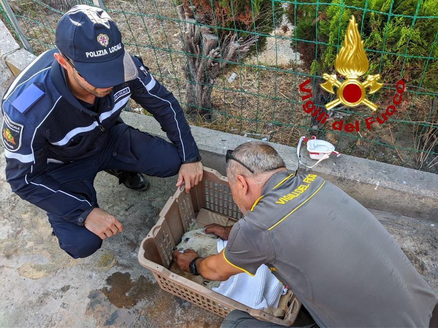 Sassari, i vigili del fuoco salvano un cucciolo di maremmano ferito