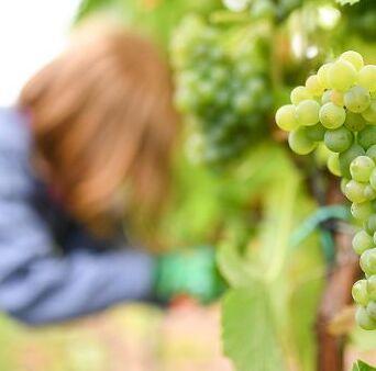In Toscana meno vino ma di una qualità maggiore dalle viti stressate dalla siccità