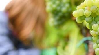 In Toscana meno vino ma di una qualità maggiore dalle viti stressate dalla siccità