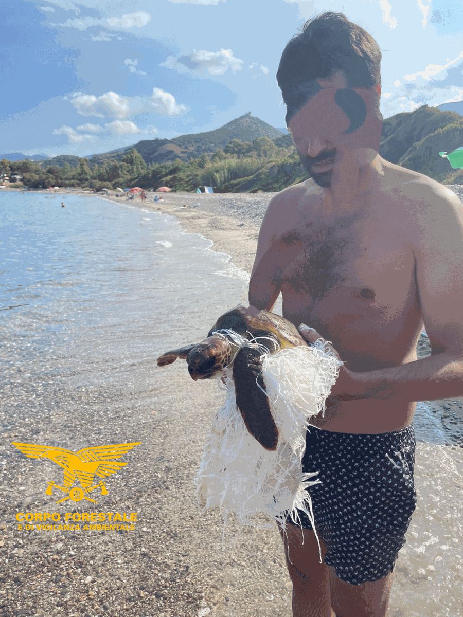 
	Alla tartaruga Caretta Caretta &egrave; stato dato il nome di&nbsp;Tarturo

