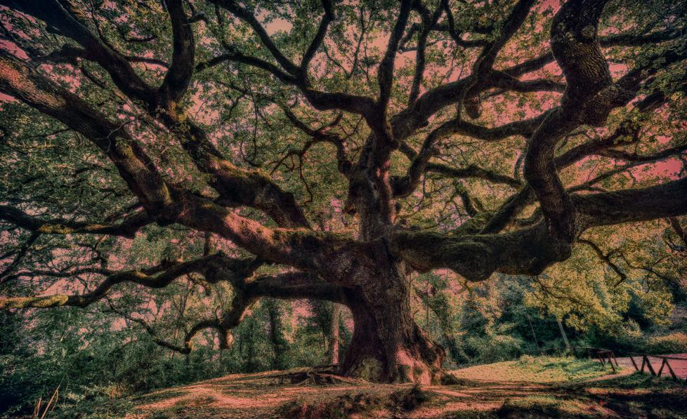 Se la natura si fa monumento: in Lucchesia tre alberi da proteggere per il ministero