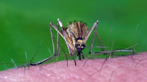 Bimbo ricoverato in isolamento con la febbre Dengue ad Arezzo