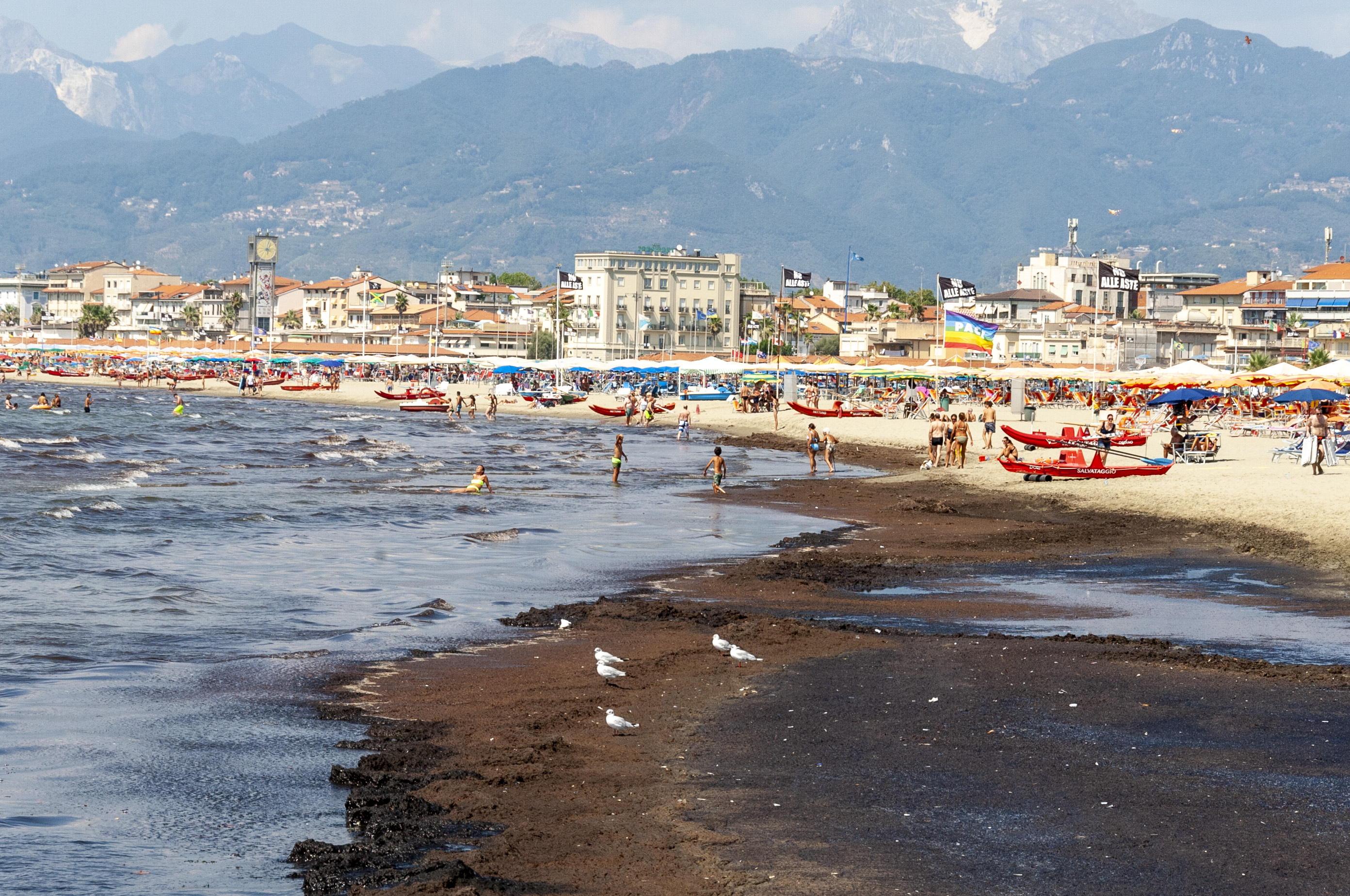 Viareggio, invasione di alghe rossastre sulla battigia: «Lasciatele lì, sono innocue» 