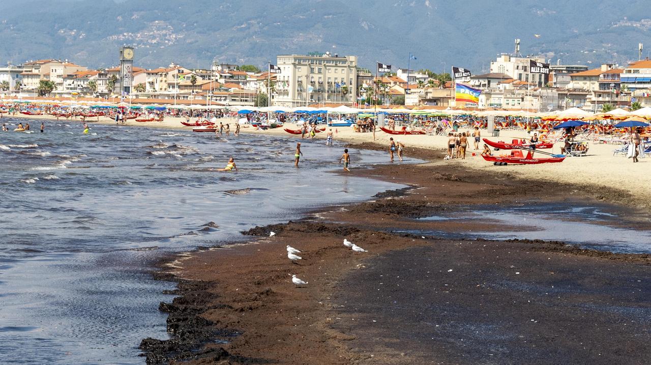 Viareggio, invasione di alghe rossastre sulla battigia: «Lasciatele lì, sono innocue»