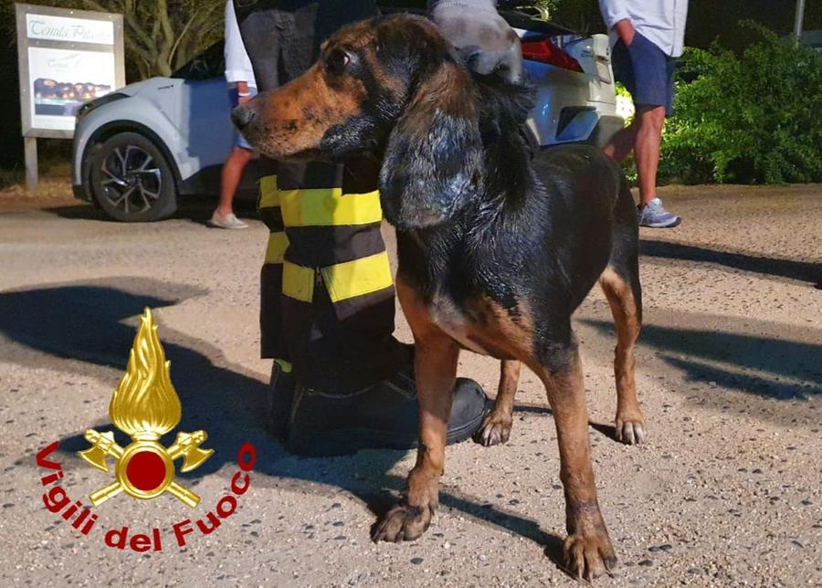 Segugio investito da un auto, lo salvano i vigili del fuoco