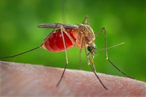 West-Nile, +53% casi in 7 giorni e 10 morti da giugno. Ecco come si trasmette