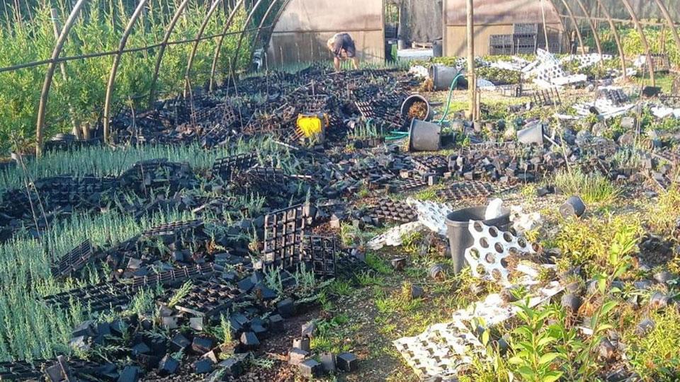 I cinghiali all’assalto dei vivai di Pistoia: la siccità li attira in pianura