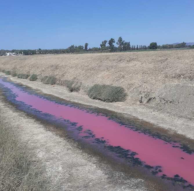 Manca l’ossigeno, l’acqua del Cervia colorata di rosa da un batterio