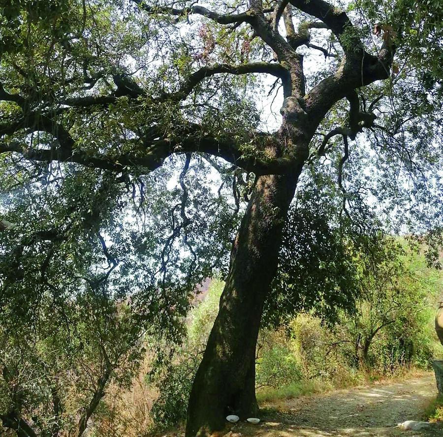 Il leccio di Fibbialla diventa il simbolo della resistenza al grande incendio