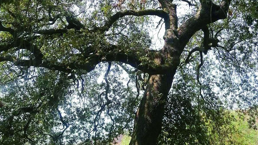 Il leccio di Fibbialla diventa il simbolo della resistenza al grande incendio