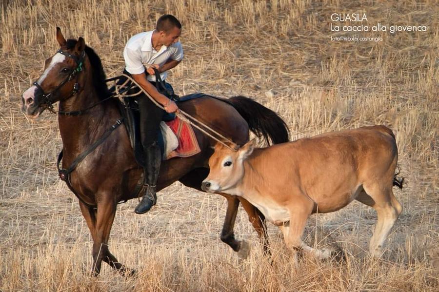 Caccia alla giovenca, secondo successo per il giovanissimo Nicolò Ariu