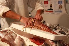 Aragosta regina, ma il prezzo sale. I pescatori: «Da noi ad Alghero la più buona»