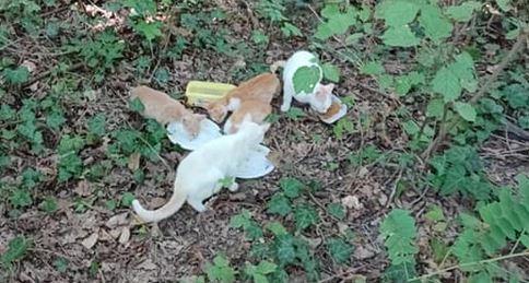 Sant’Agostino, gatti abbandonati nel bosco e salvati dall’Enpa di Cento
