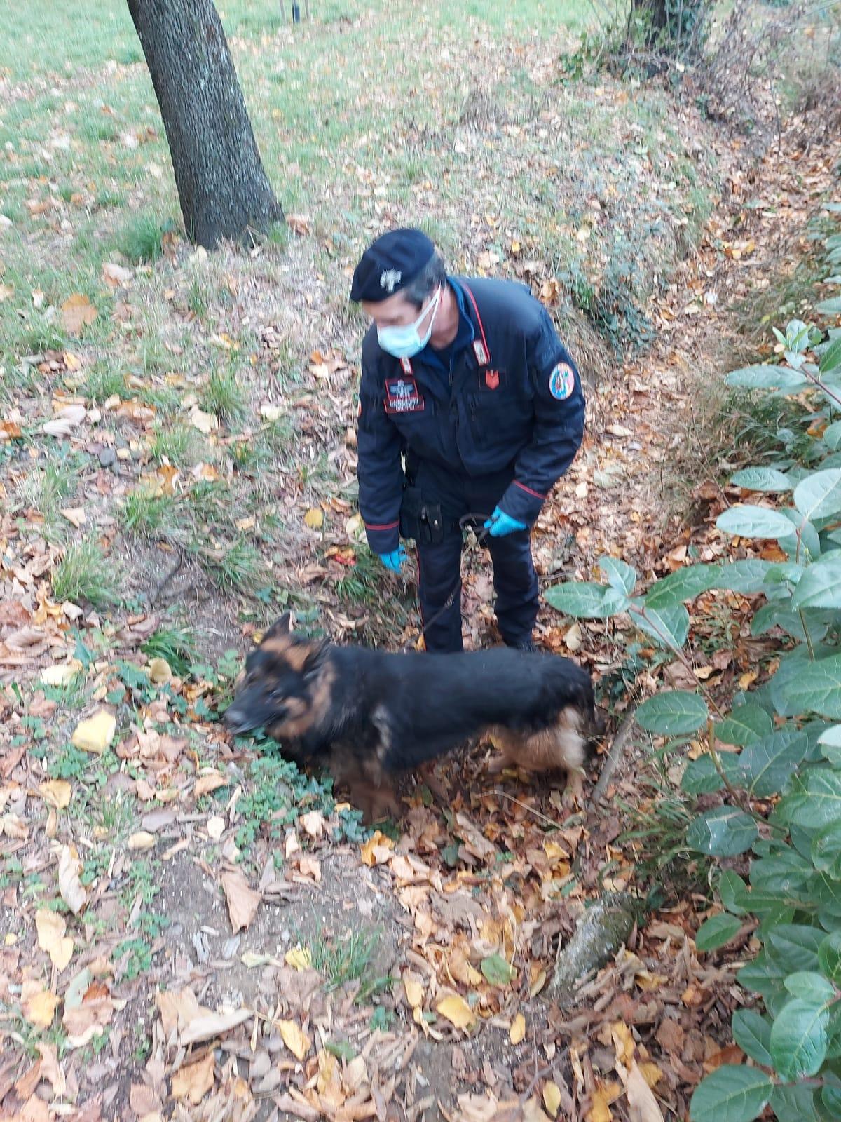 Batman, il cane anti-pusher che sventa lo spaccio alle Cascine