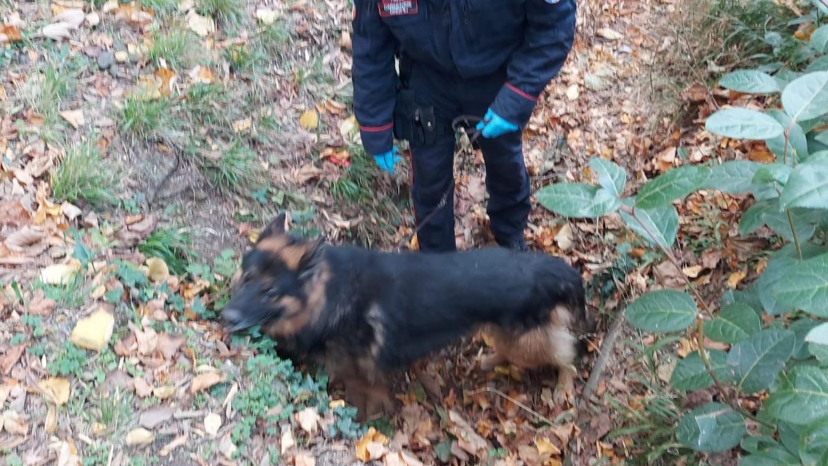 Batman, il cane anti-pusher che sventa lo spaccio alle Cascine