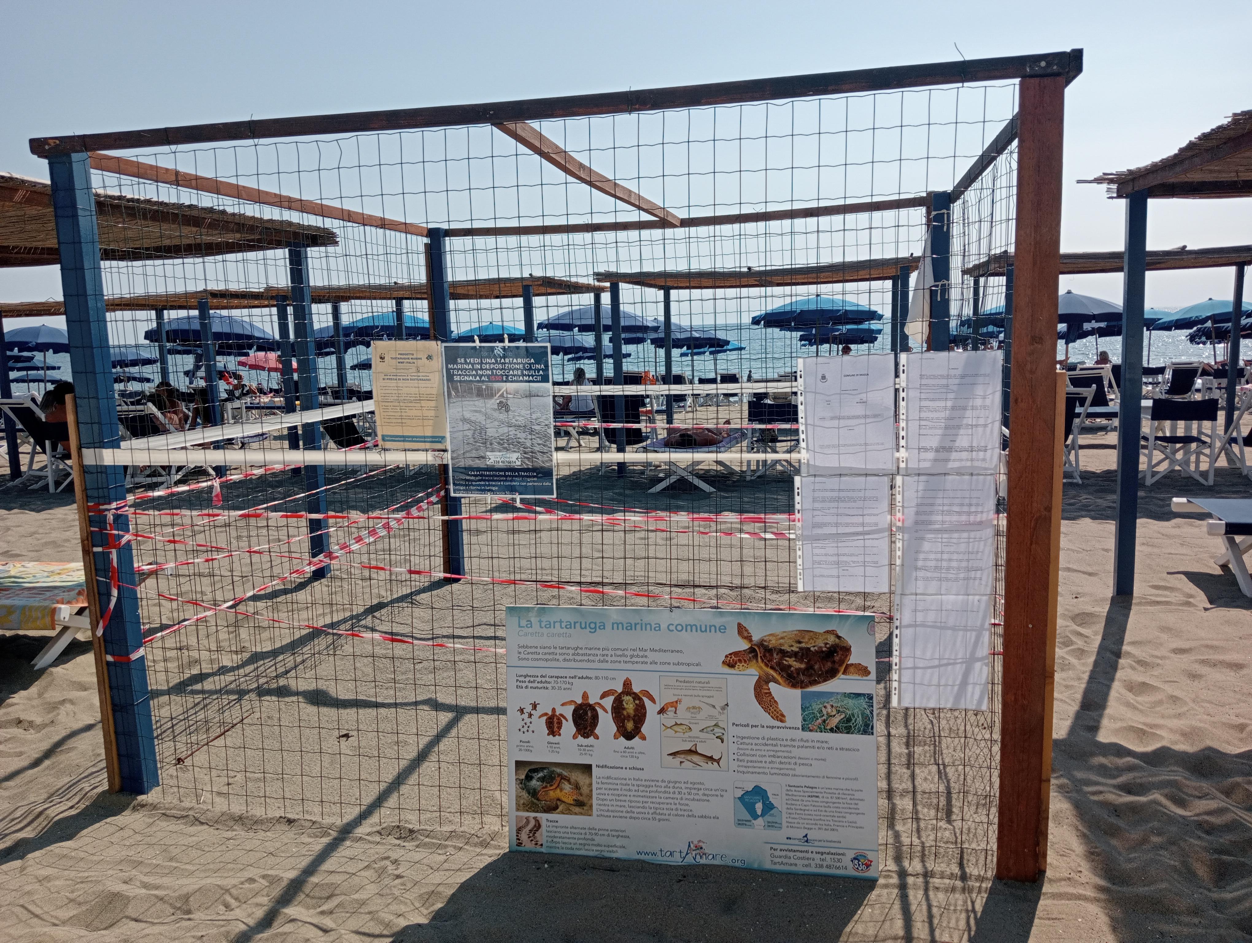 Il recinto costruito a protezione del nido di tartaruga al bagno “Sport e natura” di Poveromo
