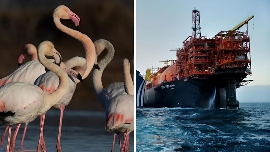 Rigassificatori, i dubbi del Wwf sul progetto: «I dati della relazione sono di dieci anni fa»