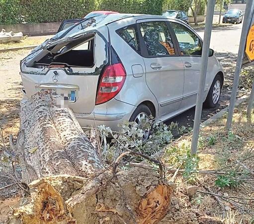 Fucecchio, platano cade e travolge due auto, scattano i controlli su tutti gli altri alberi