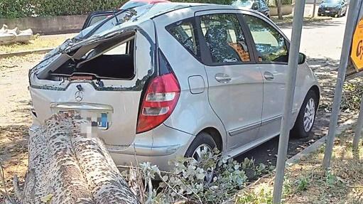 Fucecchio, platano cade e travolge due auto, scattano i controlli su tutti gli altri alberi