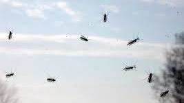 Invasione di moscerini a Orbetello, nuvole di insetti proliferano ovunque intorno alla laguna