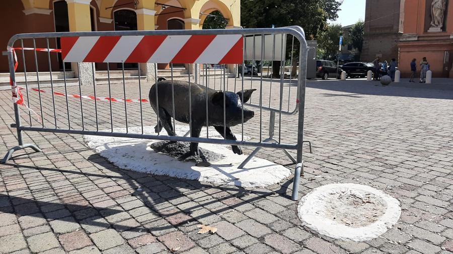 Castelnuovo. Il maialino è tornato al suo posto e con tutte le zampe