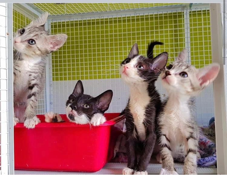 Modena. Gattile di Modena è il momento di adottare un gatto