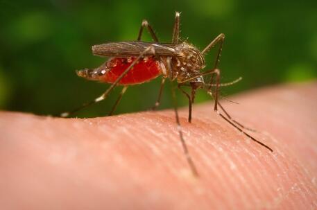 West Nile, una 74enne muore al Santa Maria Nuova