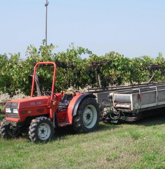Produzione vinicola, Mammi: «Serve lo stato di calamità»
