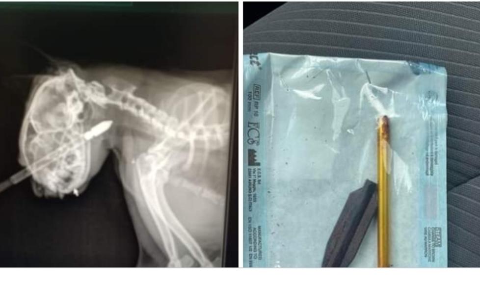 Nella foto in alto la radiografia del gatto con il dardo conficcato nell’occhio e il dardo estratto dall’animale