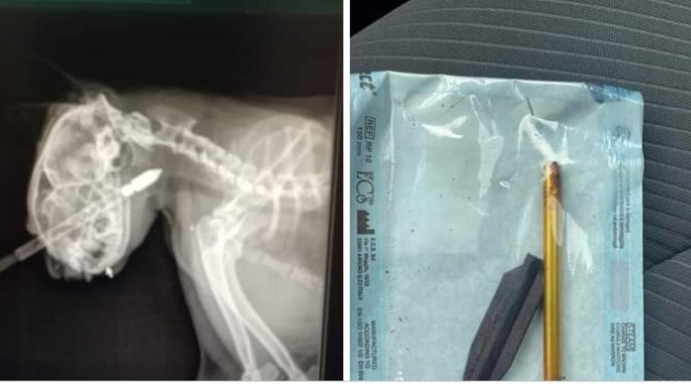 Nella foto in alto la radiografia del gatto con il dardo conficcato nell’occhio e il dardo estratto dall’animale