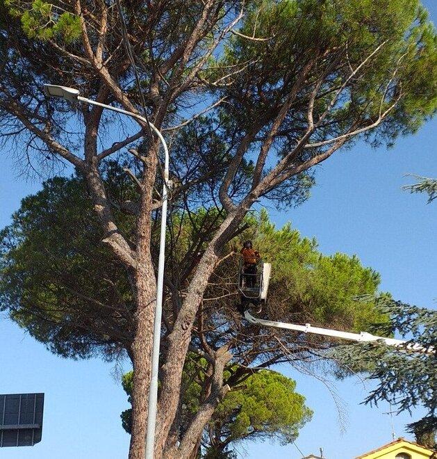 Nove pini abbattuti in via Pietrasantina: «Servono alla sicurezza in strada»