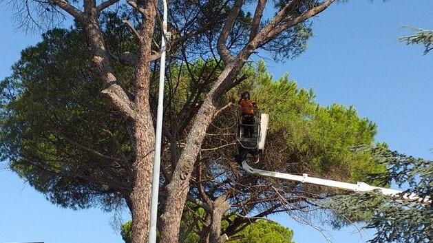 Nove pini abbattuti in via Pietrasantina: «Servono alla sicurezza in strada»