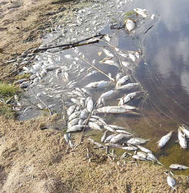 Palau, lo stagno soffre per il caldo record: grave moria di pesci alla Sciumara 