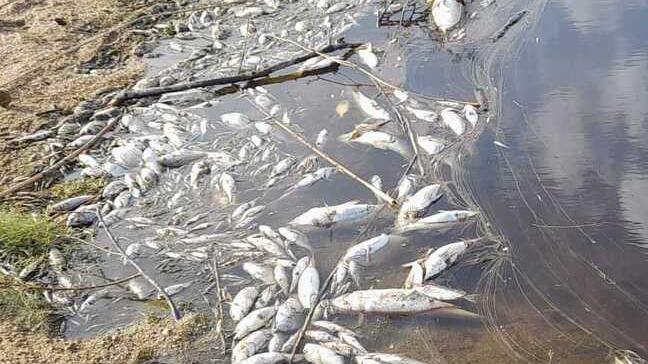 Palau, lo stagno soffre per il caldo record: grave moria di pesci alla Sciumara 