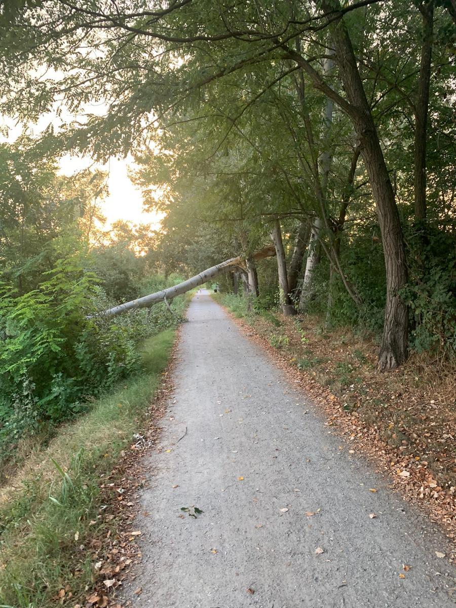 Albero di trenta metri cade nel parco fluviale