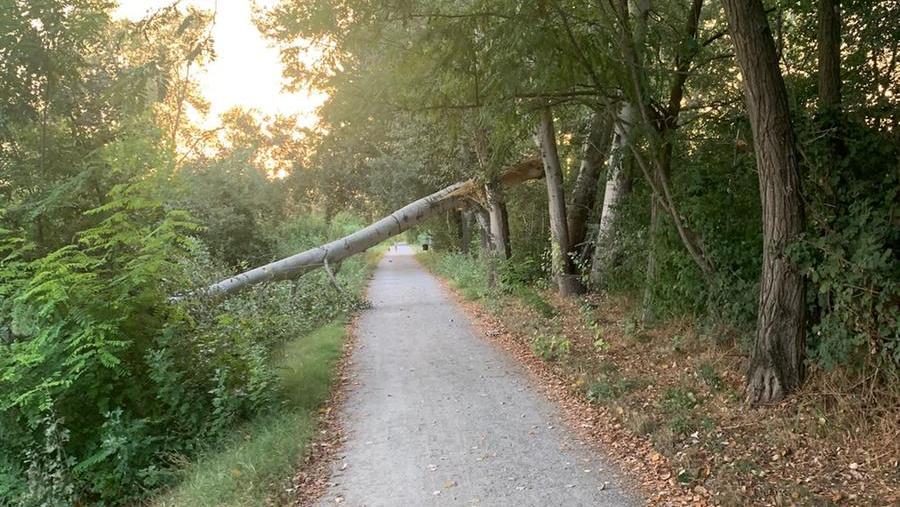 Albero di trenta metri cade nel parco fluviale