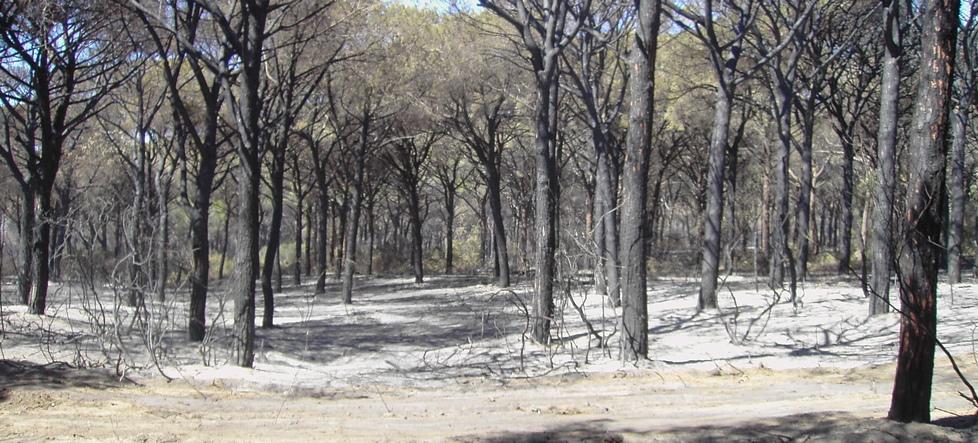 Le immagini spettrali dei pini inceneriti dall’incendio del 18 agosto 2012